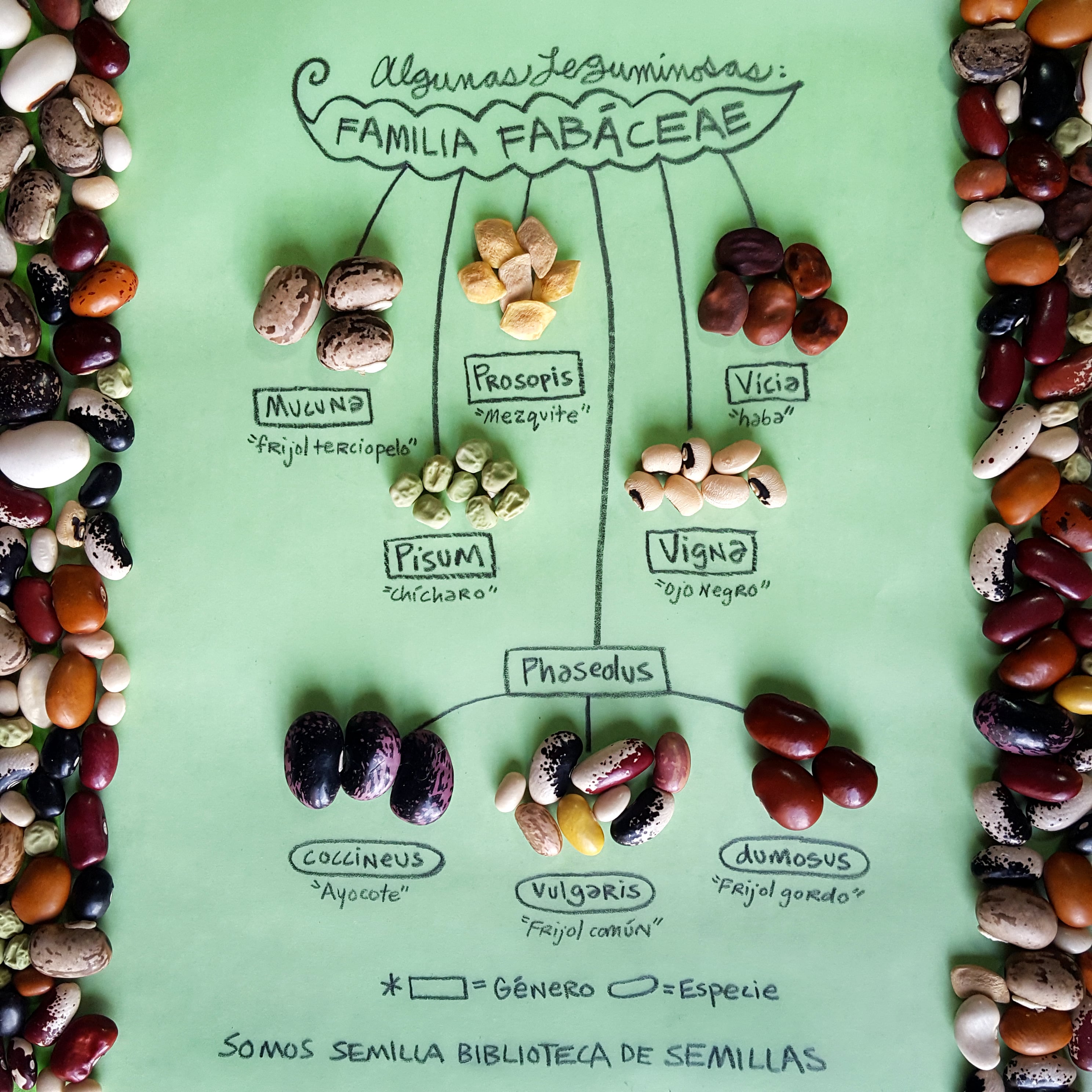 Bean Family Tree illustration for Somos Semilla Emily C-D