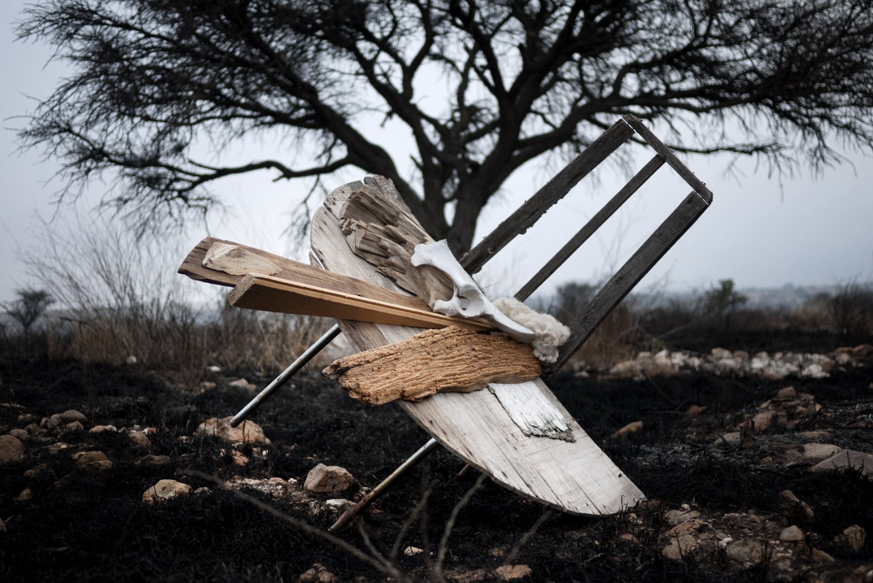 After the Burn installation by Emily C-D, from the Tree Time series.