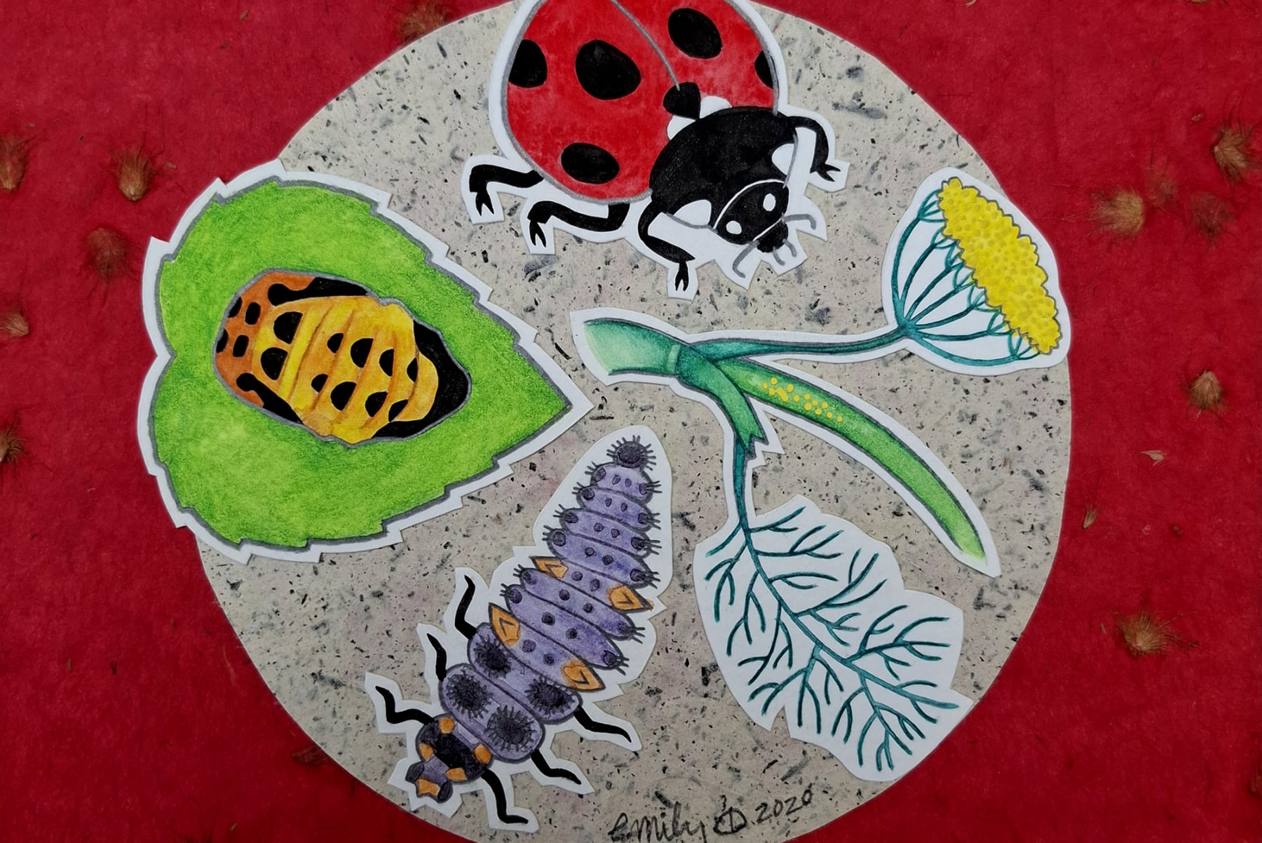 AgroEco ILLO by Emily C-D for Milpazul