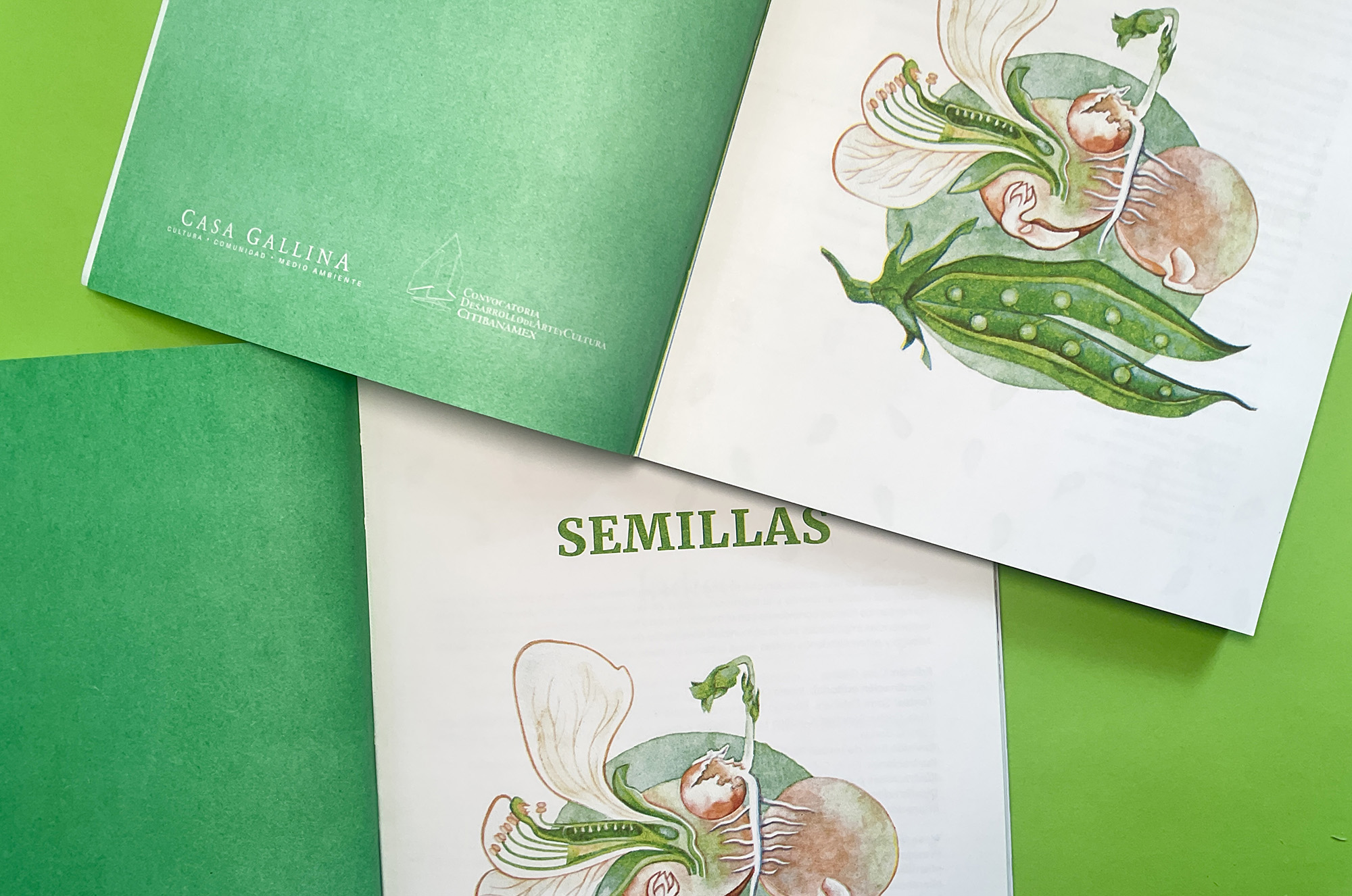Semillas (Seeds) book published by Casa Gallina with illustrations by Emily C-D.