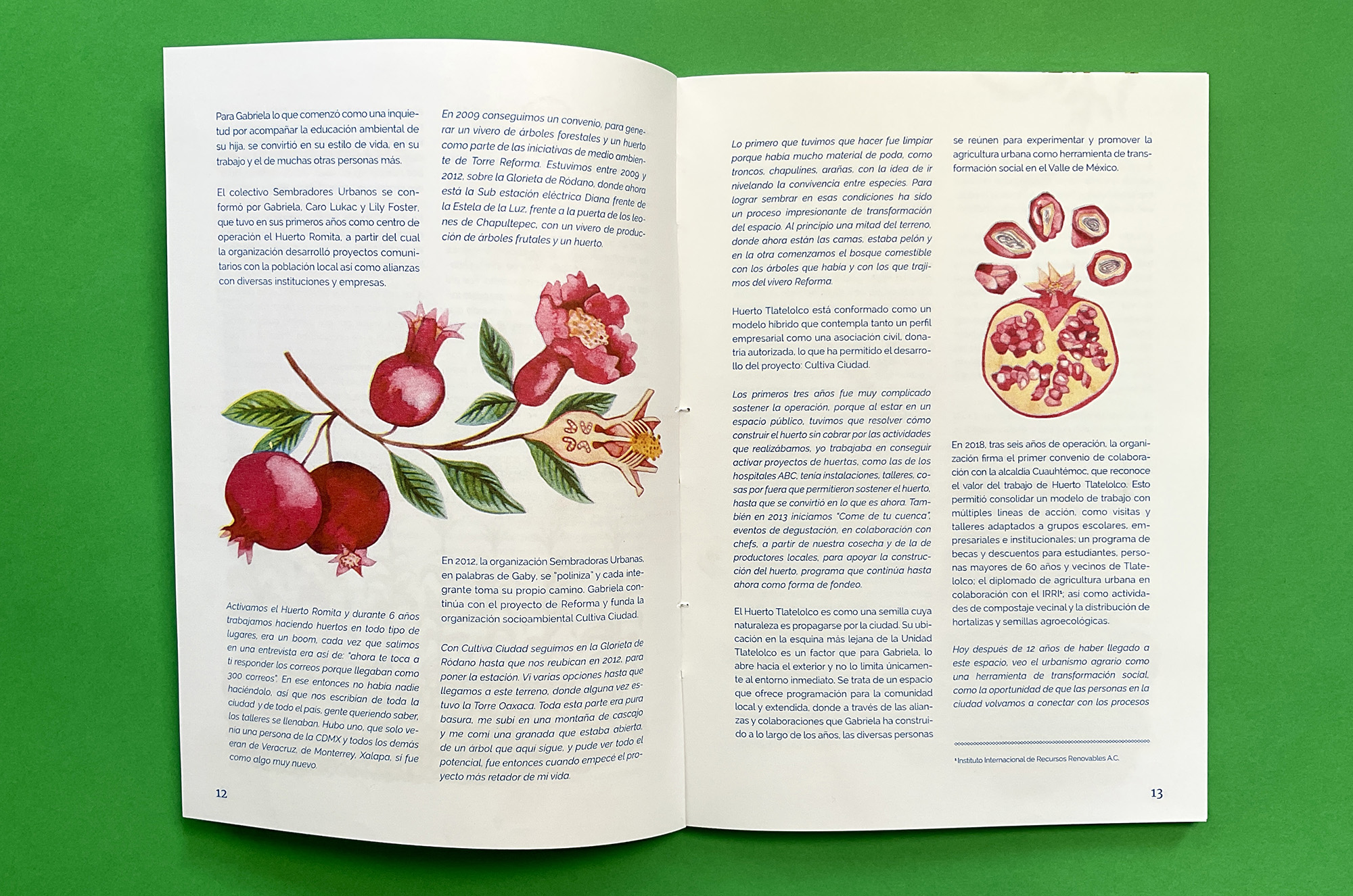 Semillas (Seeds) book published by Casa Gallina with illustrations by Emily C-D.