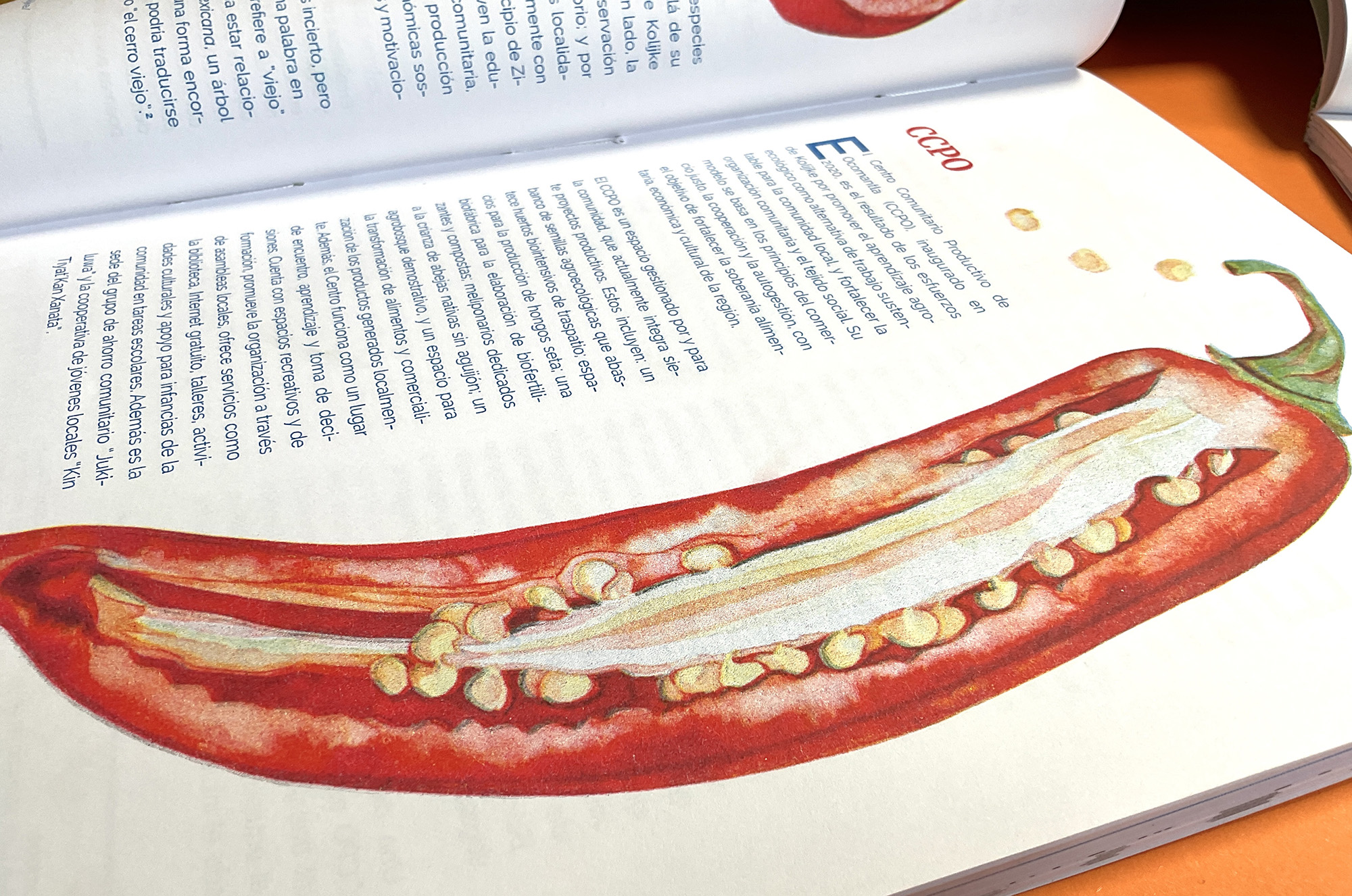 Semillas (Seeds) book published by Casa Gallina with illustrations by Emily C-D.