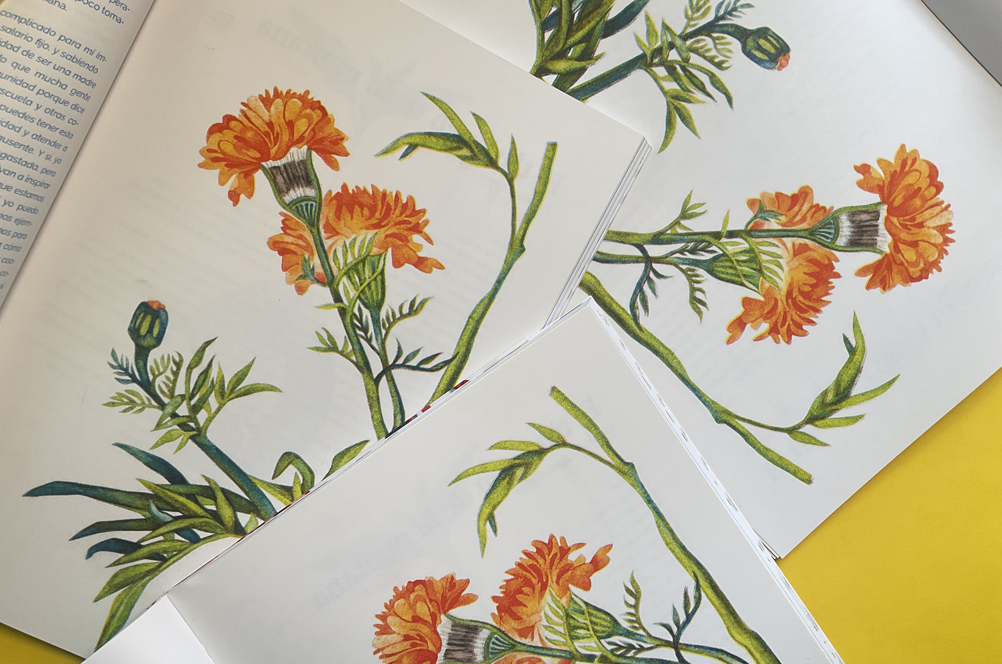 Semillas (Seeds) book published by Casa Gallina with illustrations by Emily C-D.