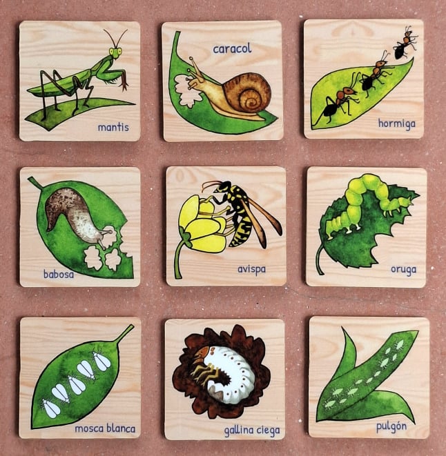 Bug ID cards by Emily C-D for Milpazul