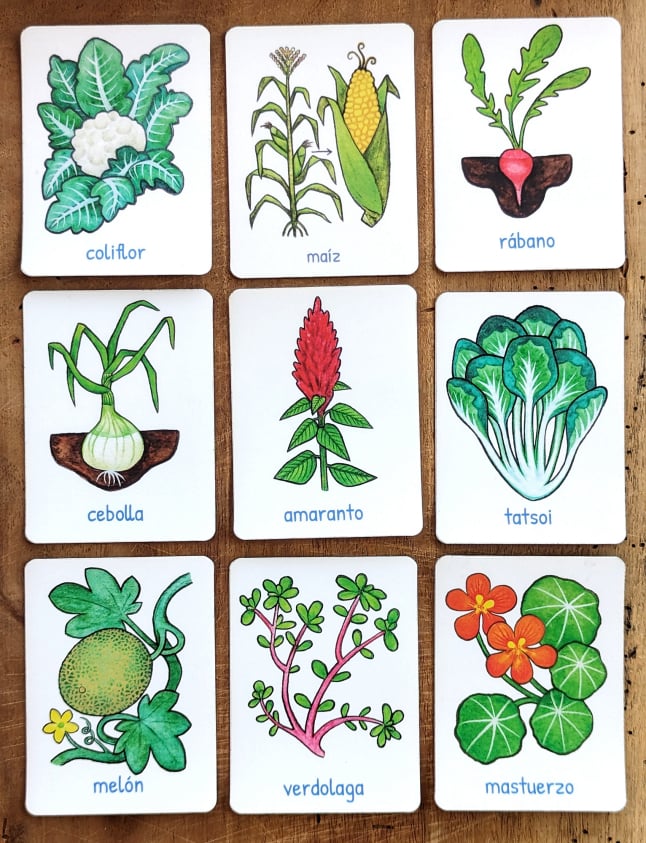 Common crops illustration by Emily C-D for Milpazul