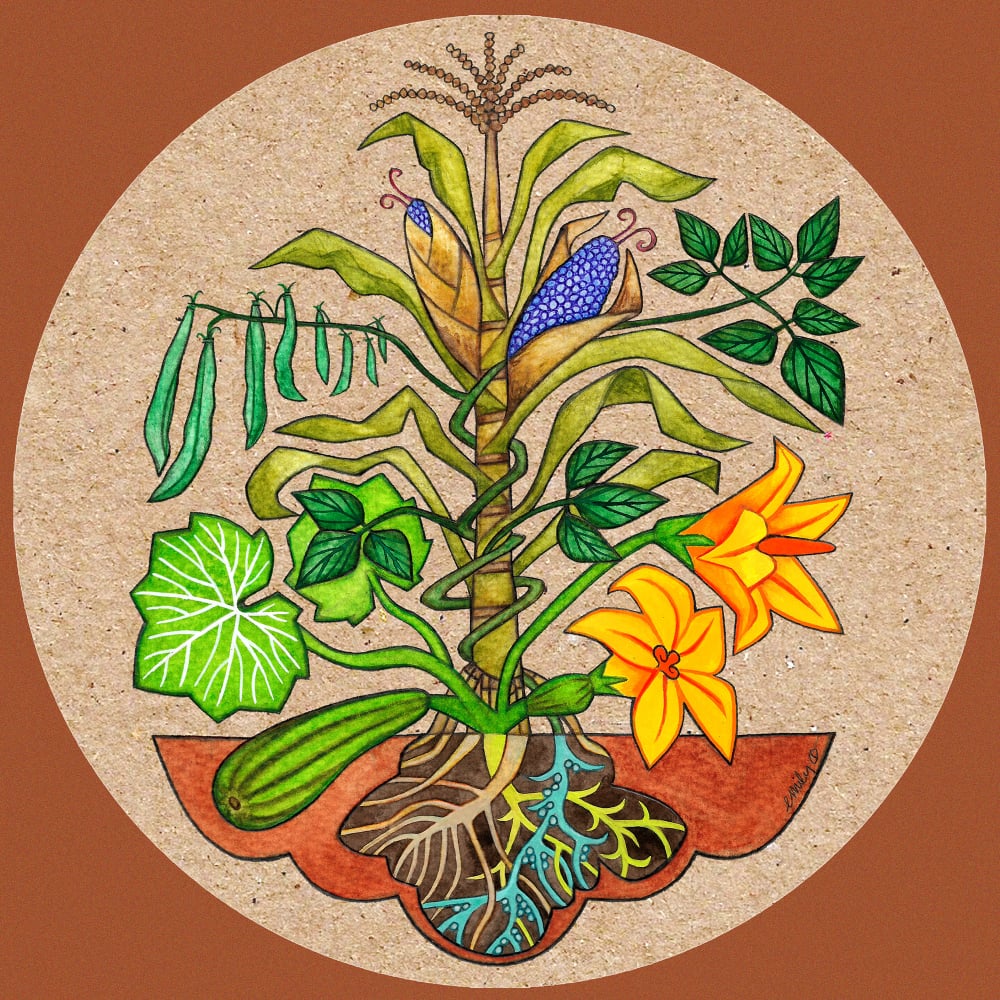 AgroEcological Illustration by Emily C-D (three sisters garden)