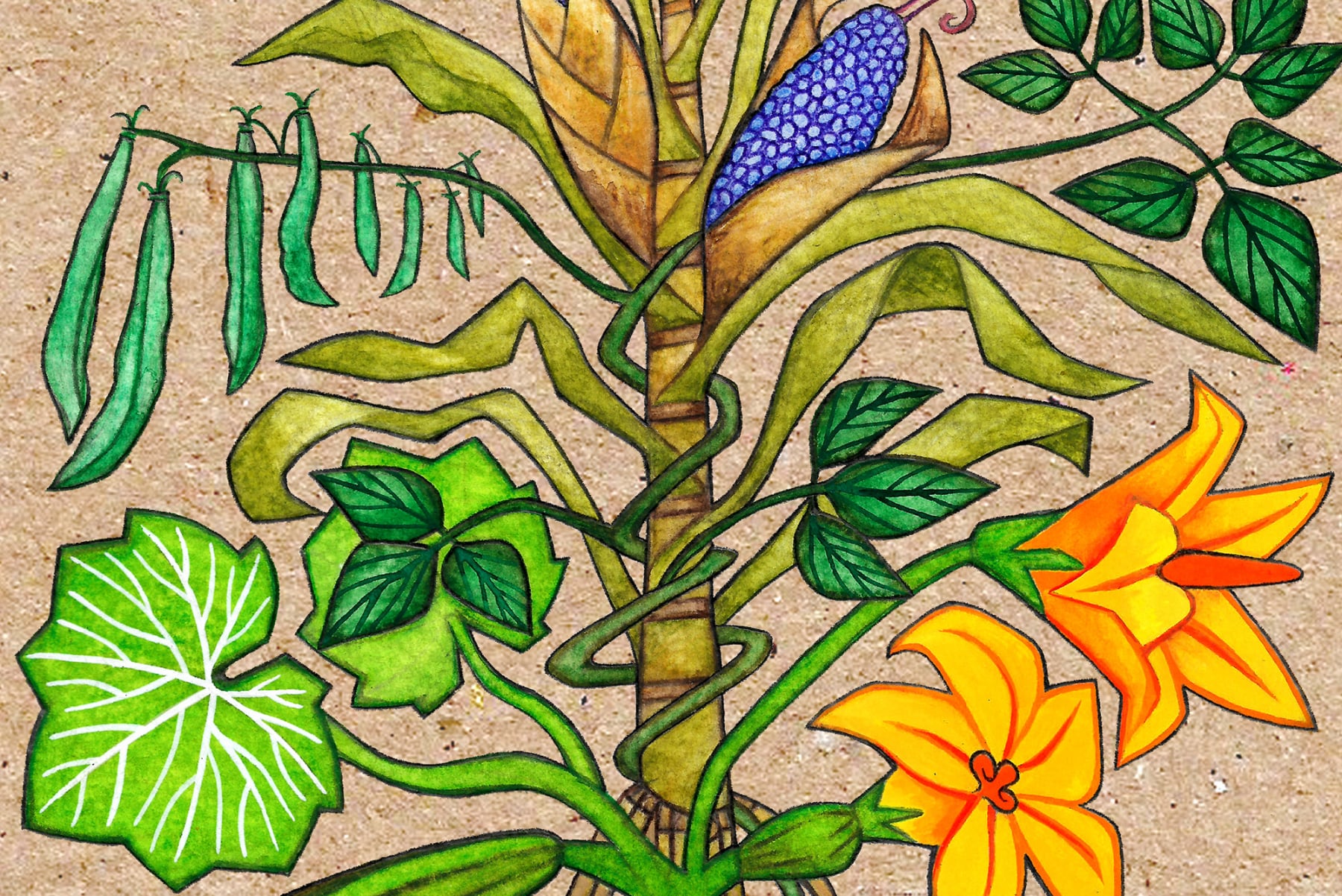 AgroEco ILLO by Emily C-D for Milpazul