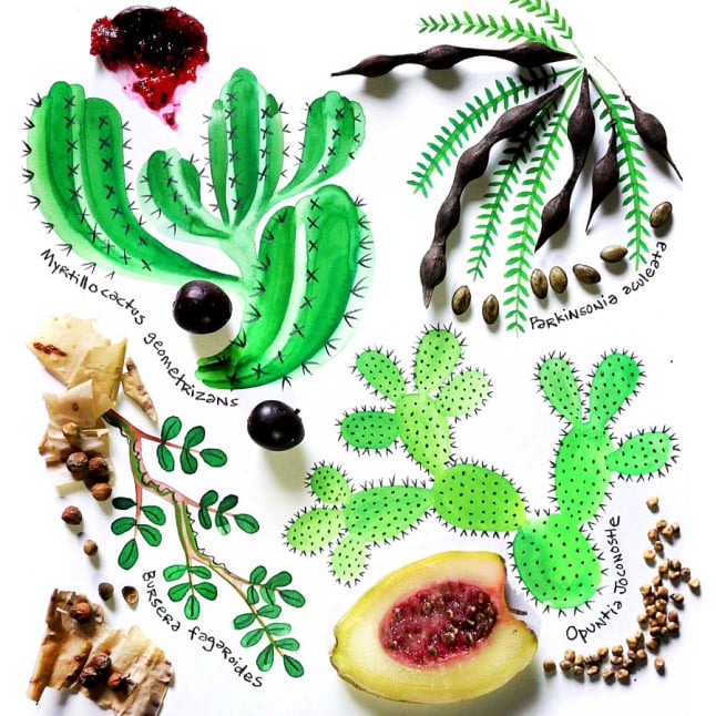 Guanajuato Native Trees illustration for Somos Semilla Emily C-D