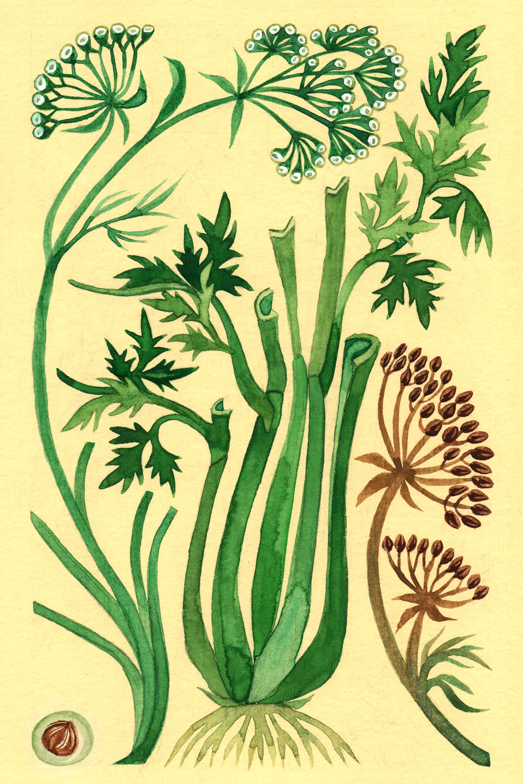 Celery watercolor by Emily C-D for the Seeds for Everyone book by Somos Semilla.