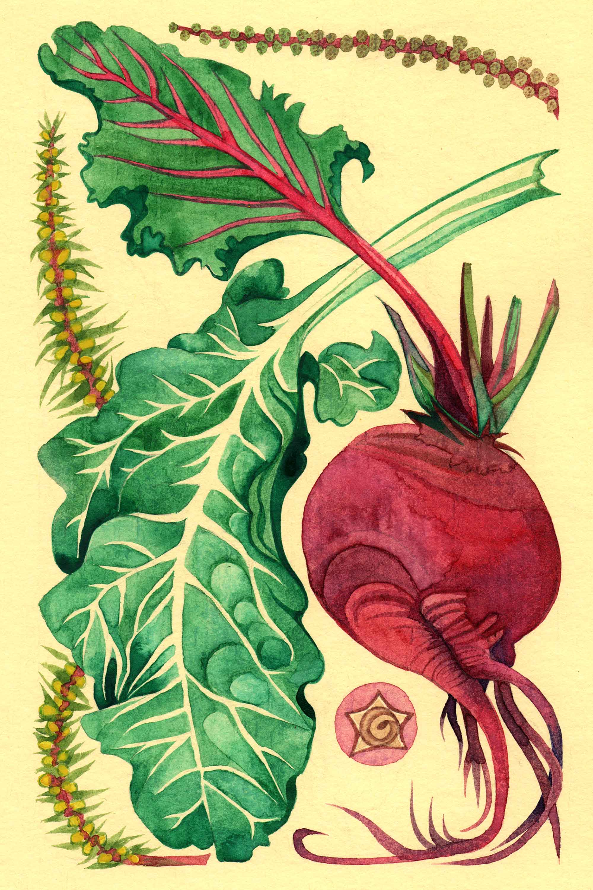 Beet/chard watercolor by Emily C-D for the Seeds for Everyone book by Somos Semilla.