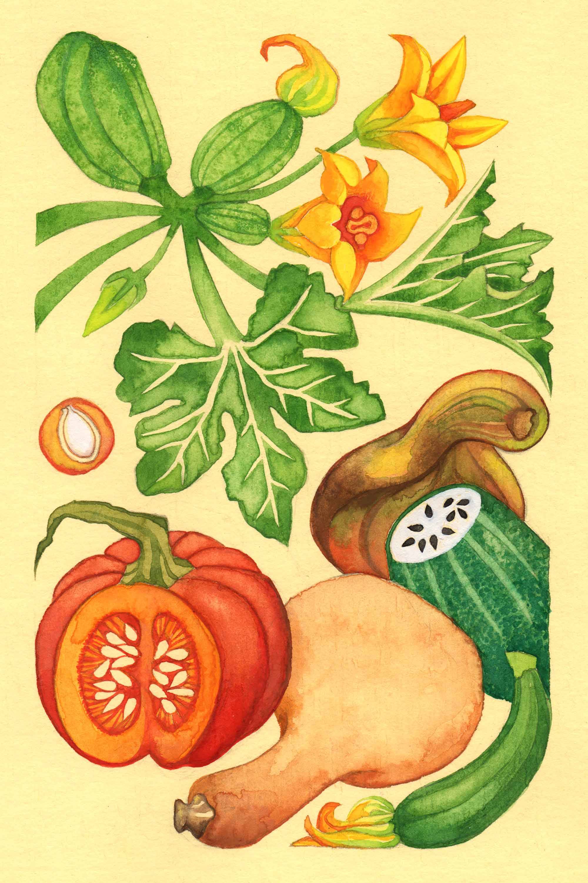 Squash watercolor by Emily C-D for the Seeds for Everyone book by Somos Semilla.