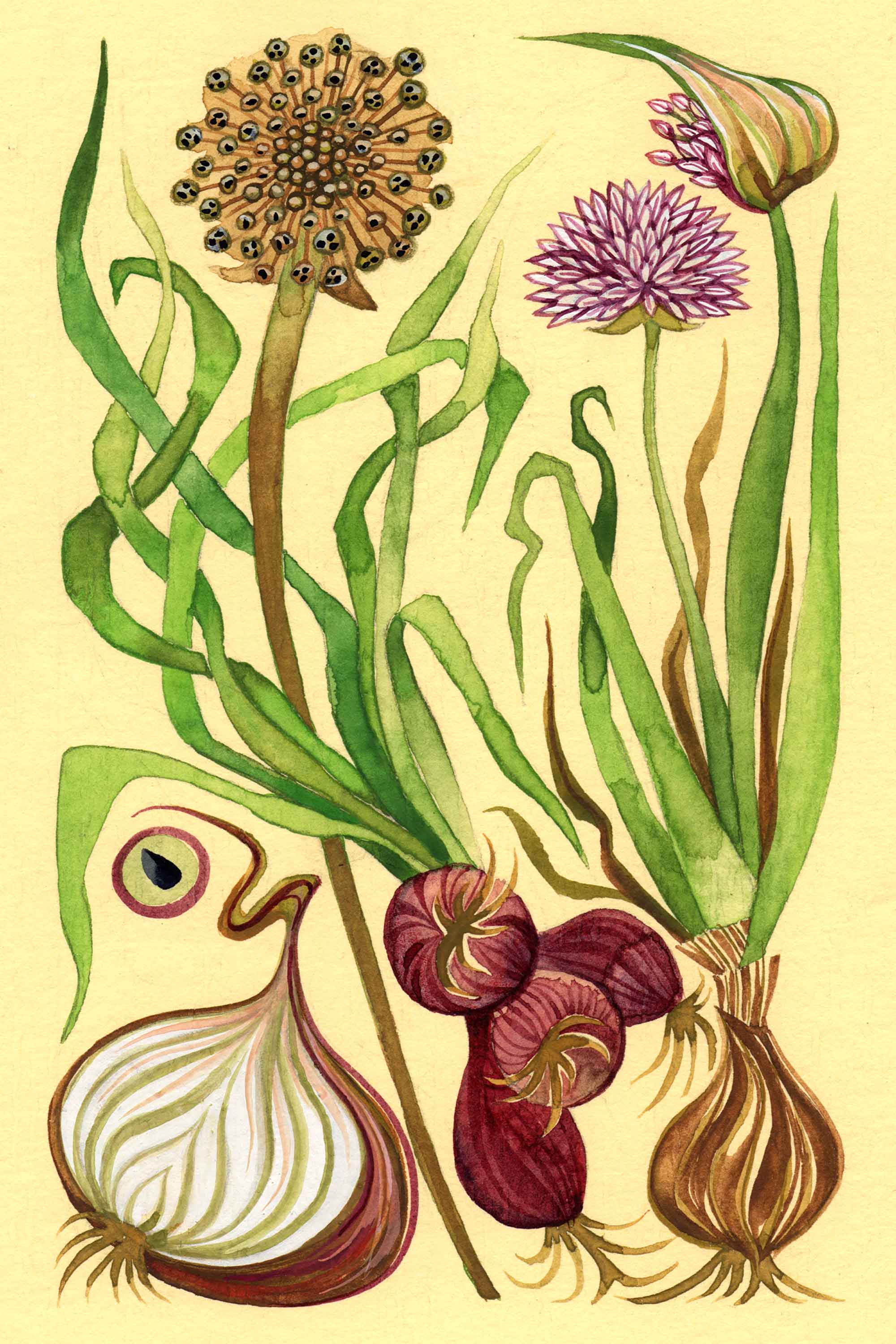 Onion watercolor by Emily C-D for the Seeds for Everyone book by Somos Semilla.