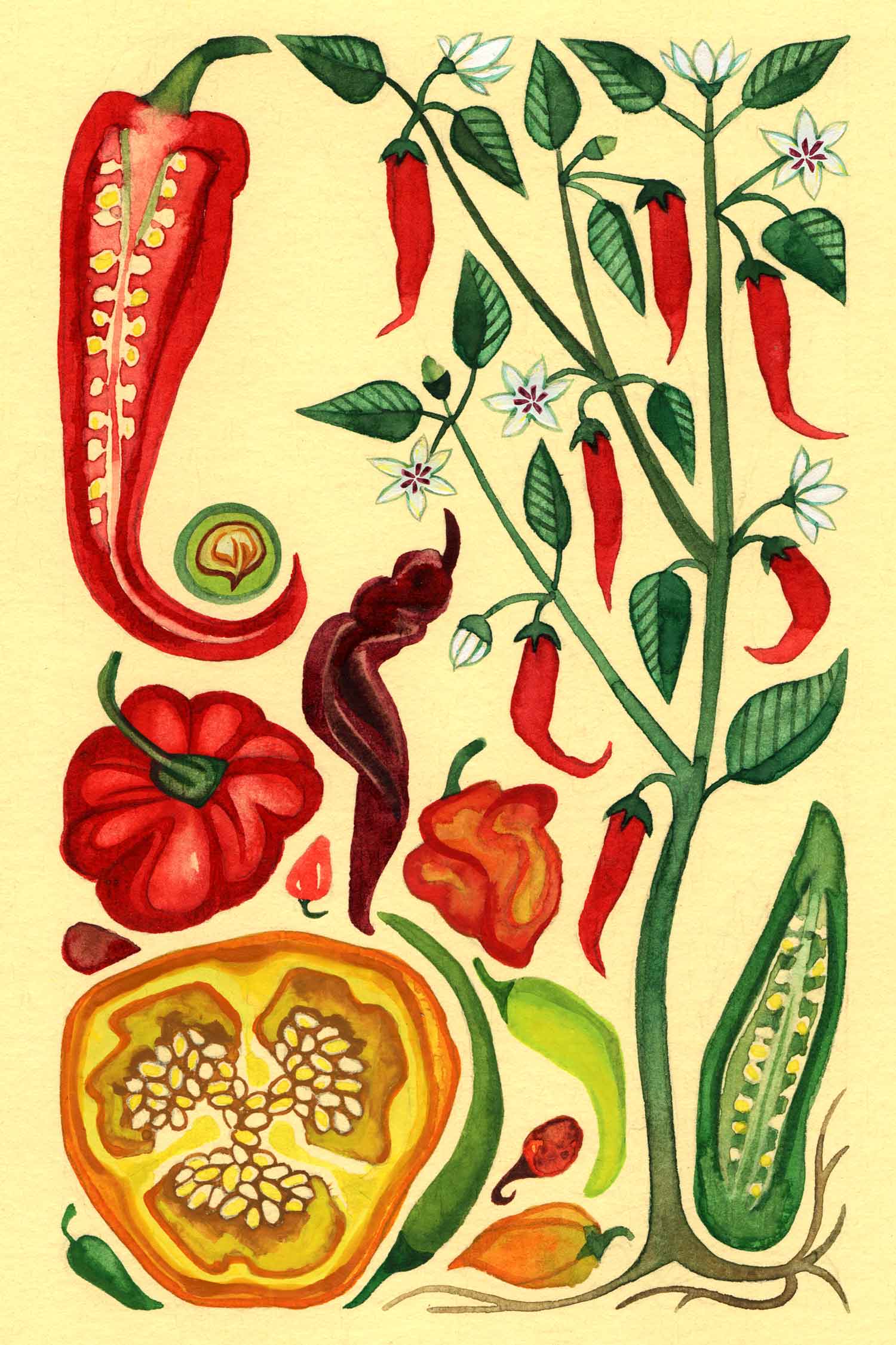 Chili pepper watercolor by Emily C-D for the Seeds for Everyone book by Somos Semilla.