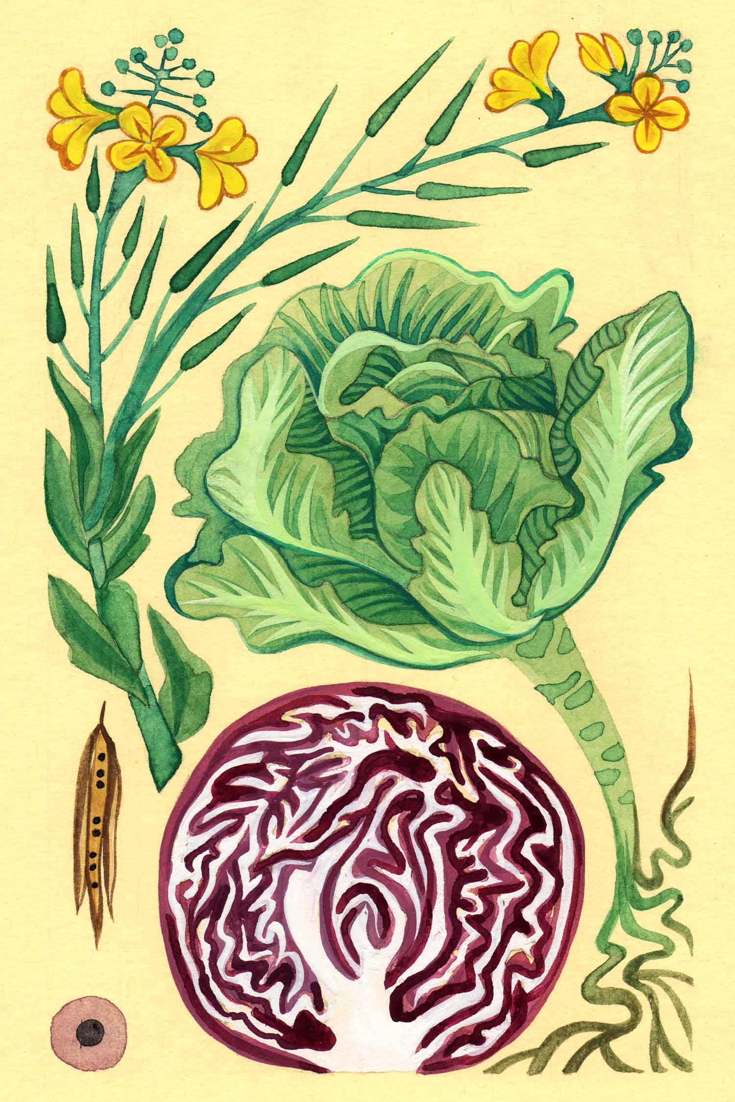 Cabbage watercolor by Emily C-D for the Seeds for Everyone book by Somos Semilla.