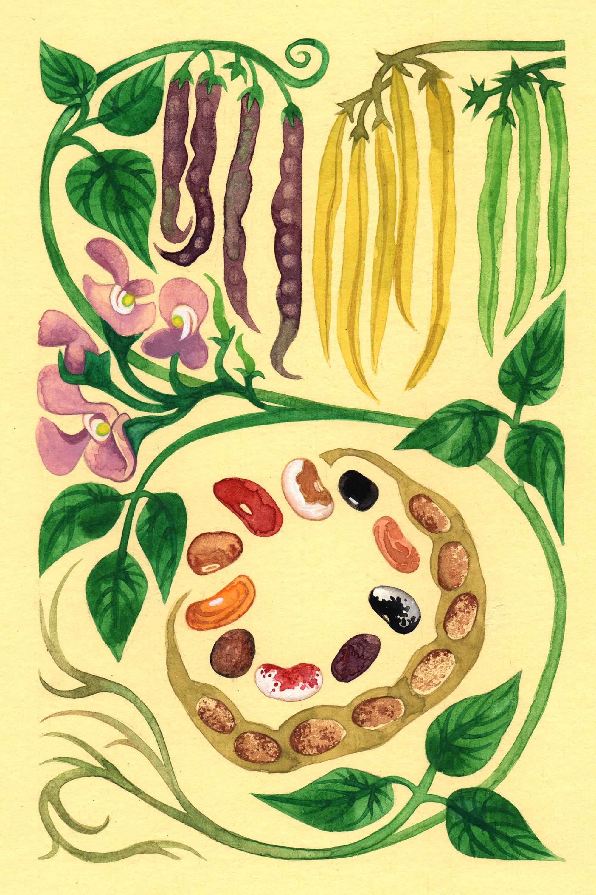 Bean watercolor by Emily C-D for the Seeds for Everyone book by Somos Semilla.