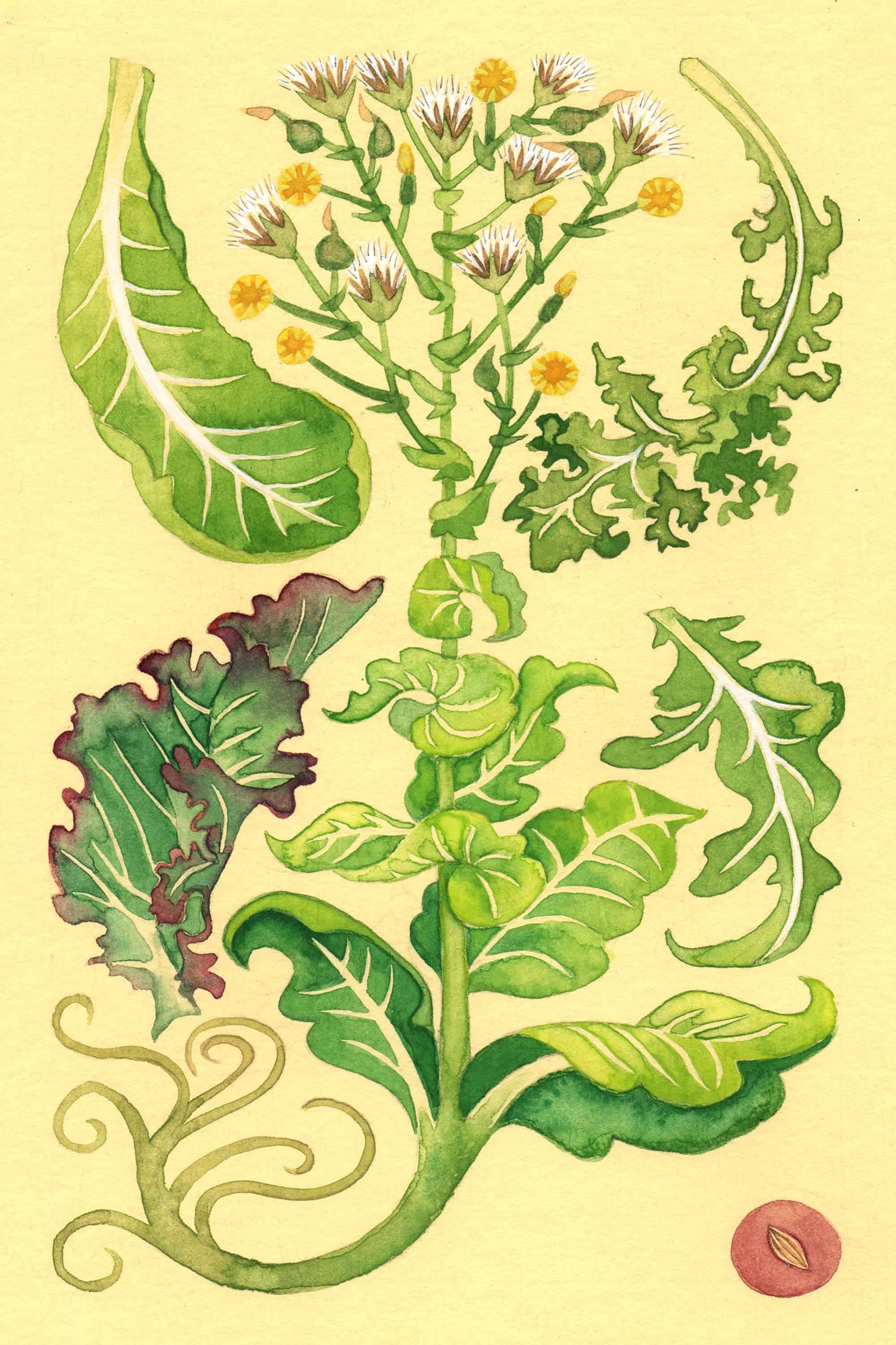 Lettuce watercolor by Emily C-D for the Seeds for Everyone book by Somos Semilla.