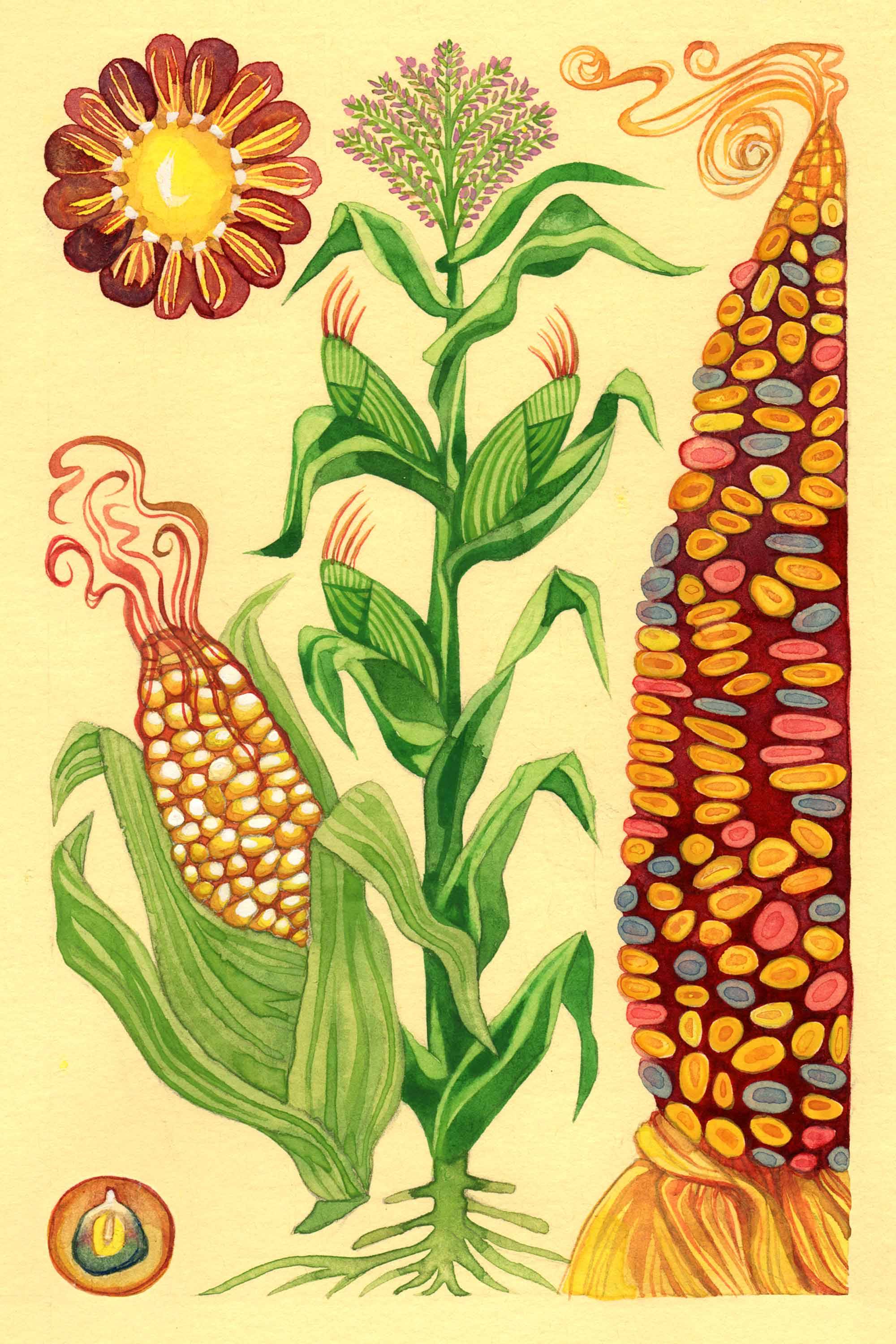 Corn watercolor by Emily C-D for the Seeds for Everyone book by Somos Semilla.