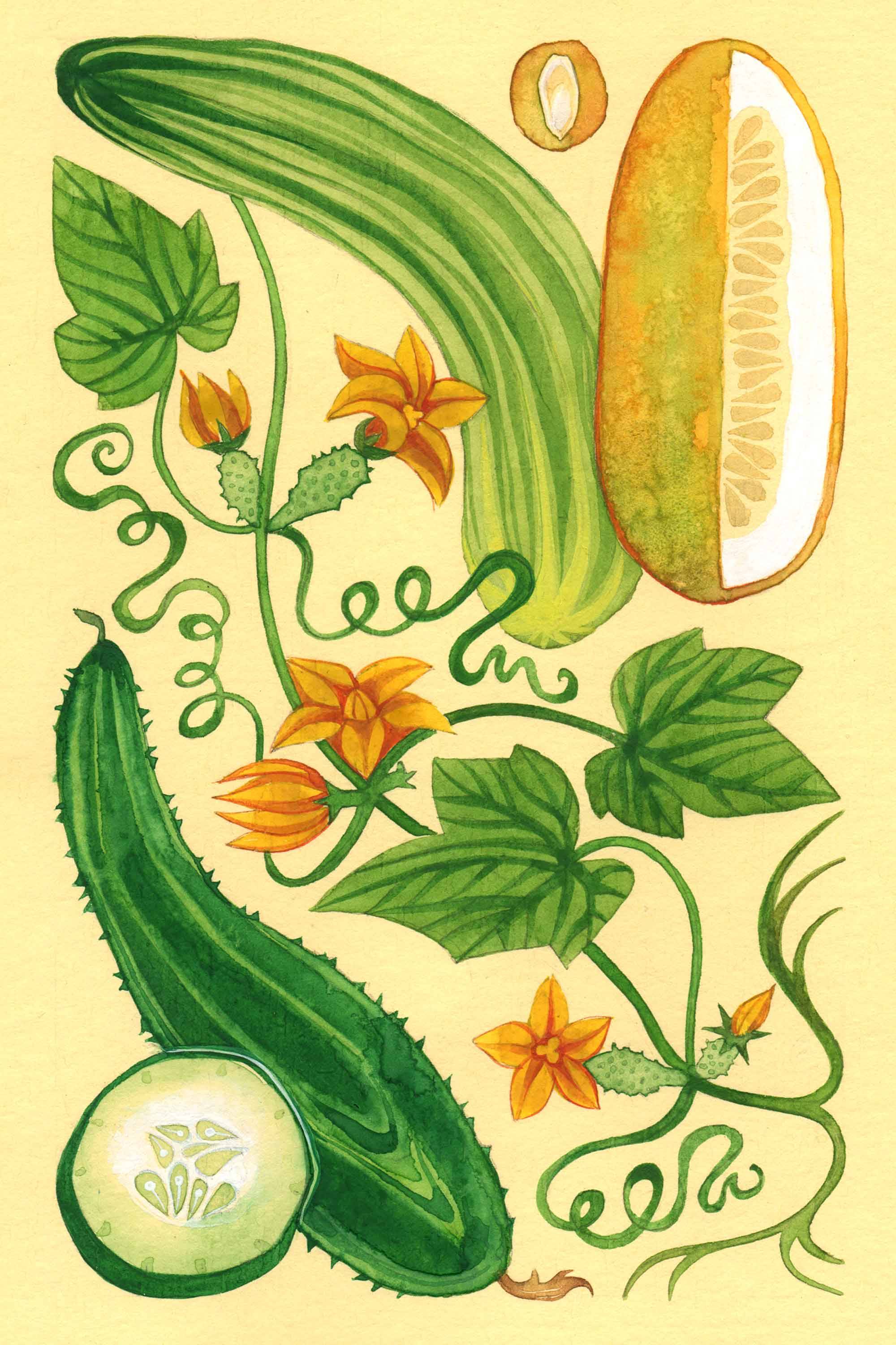 Cucumber watercolor by Emily C-D for the Seeds for Everyone book by Somos Semilla.