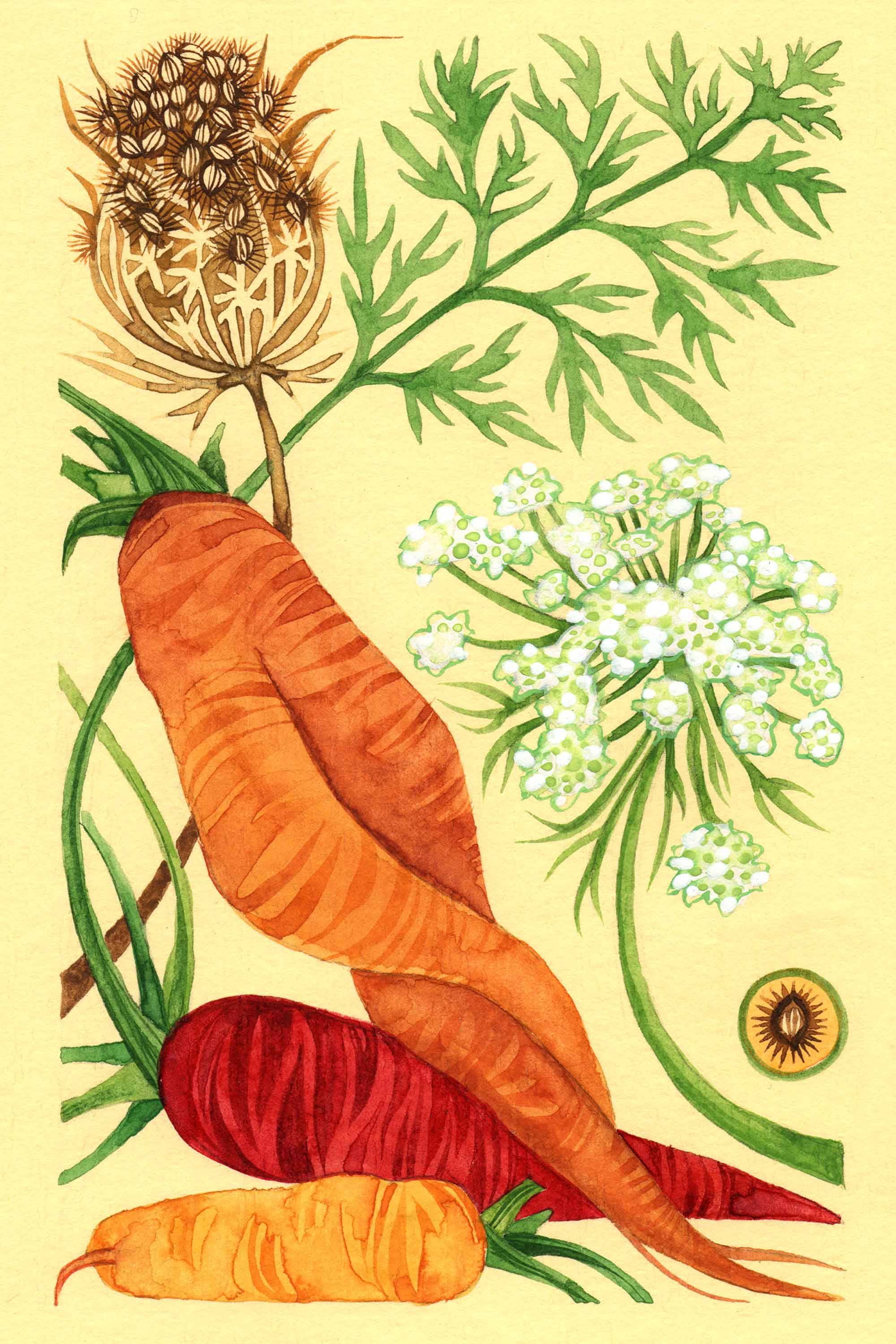 Carrot watercolor by Emily C-D for the Seeds for Everyone book by Somos Semilla.