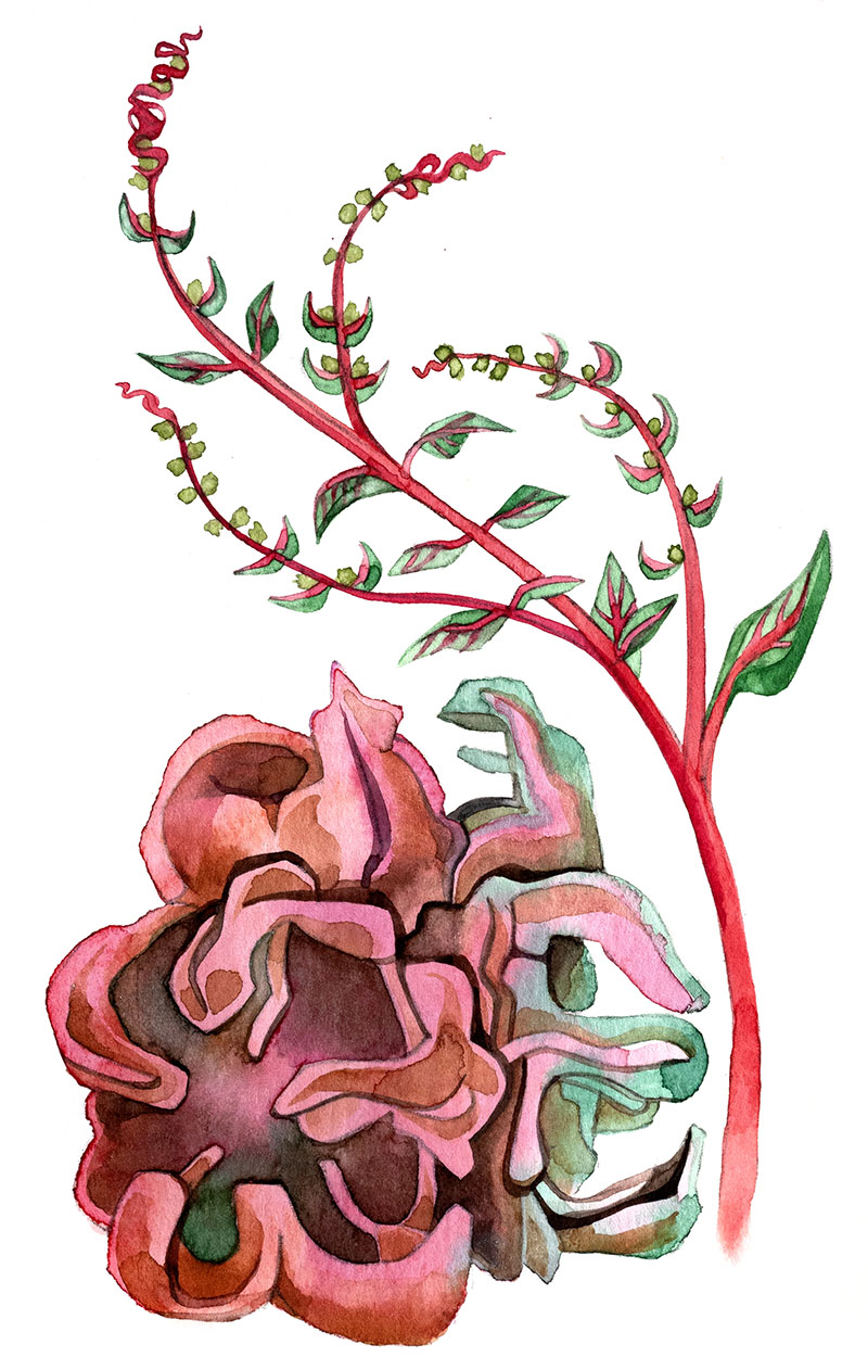 Chard watercolor by Emily C-D, for the SEEDS exhibition and book with Casa Gallina, 2025