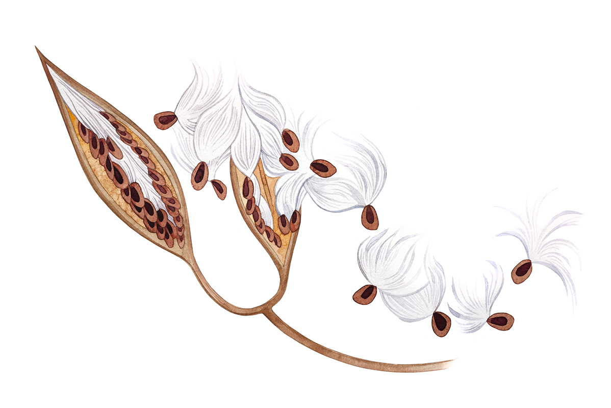 Tropical milkweed watercolor by Emily C-D, for the SEEDS exhibition and book with Casa Gallina, 2025