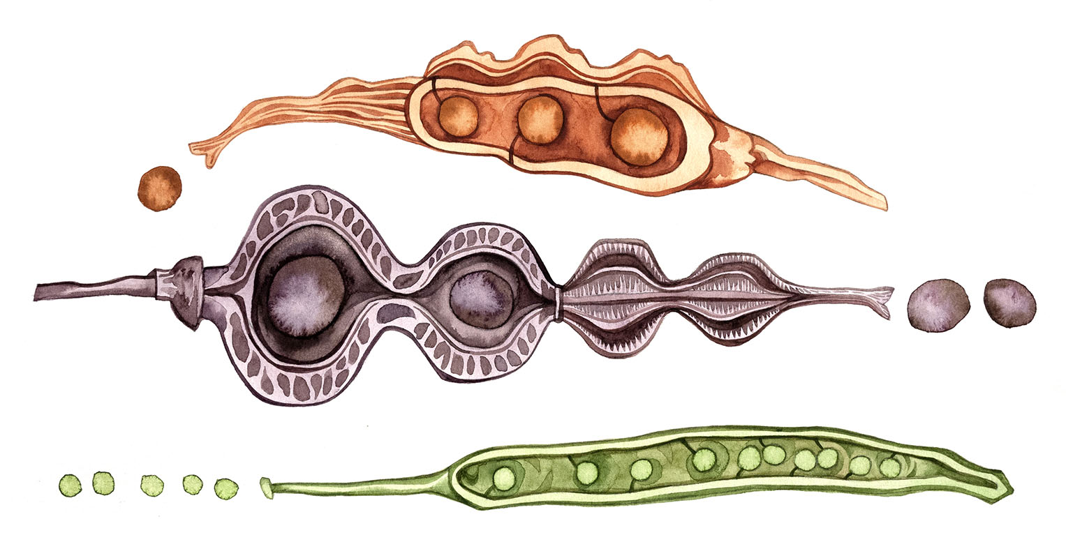 Brassica seedpods watercolor by Emily C-D, for the SEEDS exhibition and book with Casa Gallina, 2025