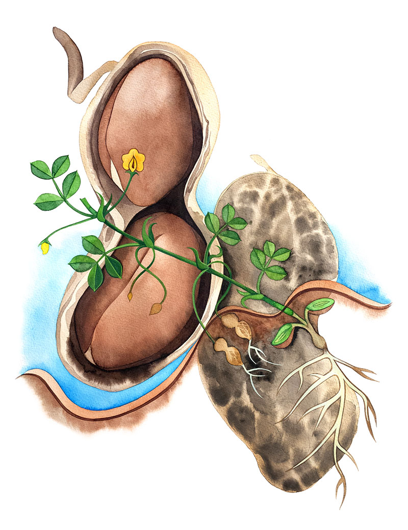 Peanut watercolor by Emily C-D, for the SEEDS exhibition and book with Casa Gallina, 2025