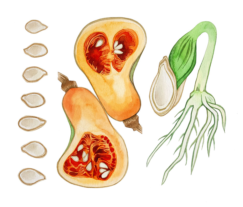 Squash watercolor by Emily C-D, for the SEEDS exhibition and book with Casa Gallina, 2025