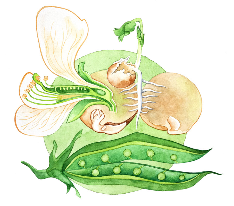 Pea watercolor by Emily C-D, for the SEEDS exhibition and book with Casa Gallina, 2025