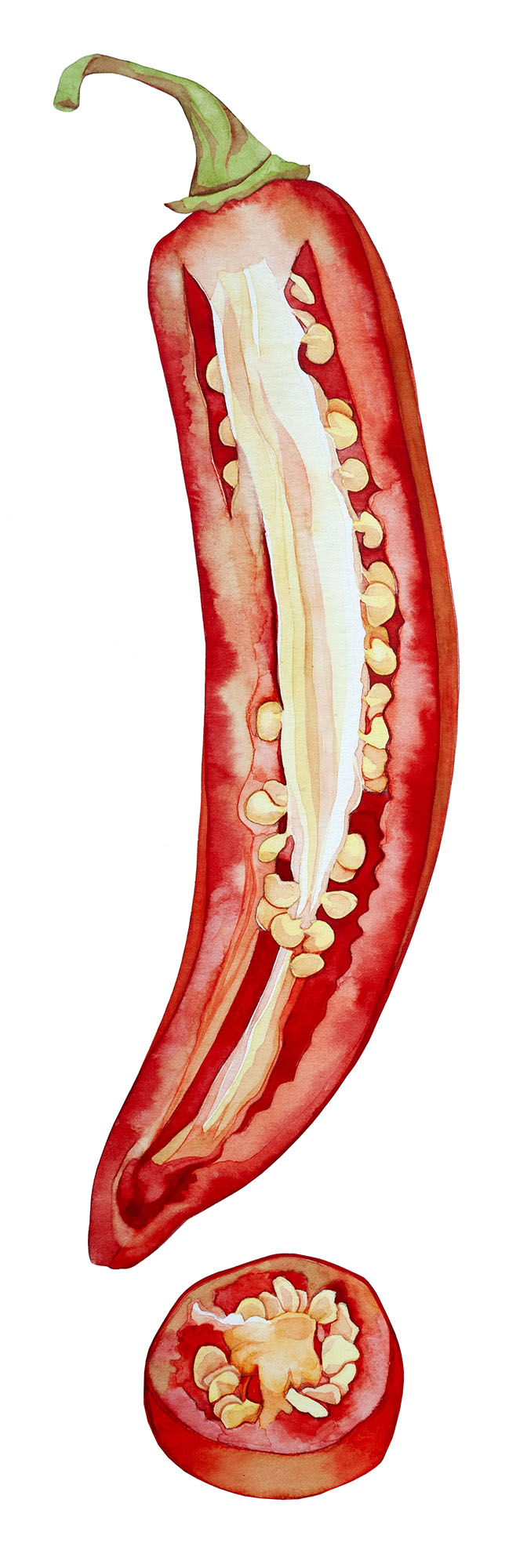 Chili pepper watercolor by Emily C-D, for the SEEDS exhibition and book with Casa Gallina, 2025