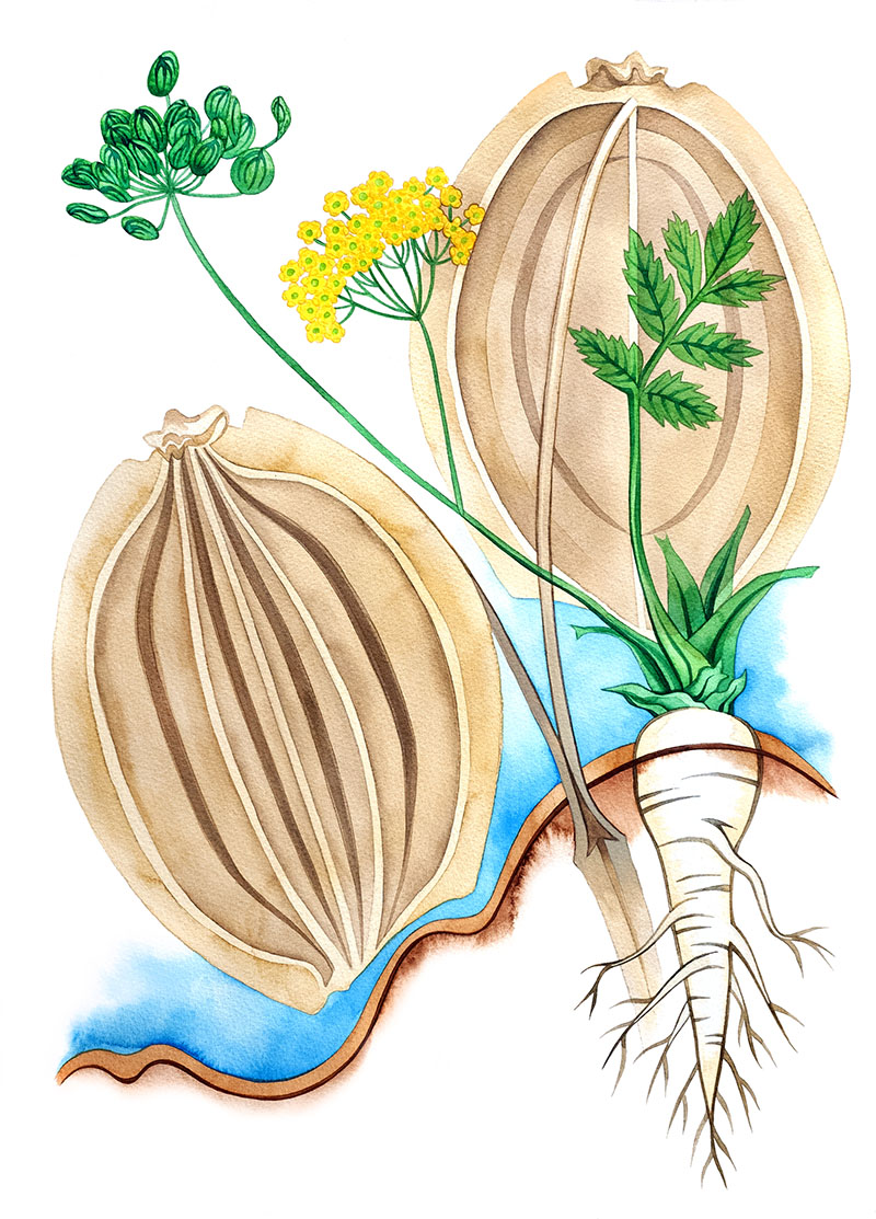 Parsnip watercolor by Emily C-D, for the SEEDS exhibition and book with Casa Gallina, 2025
