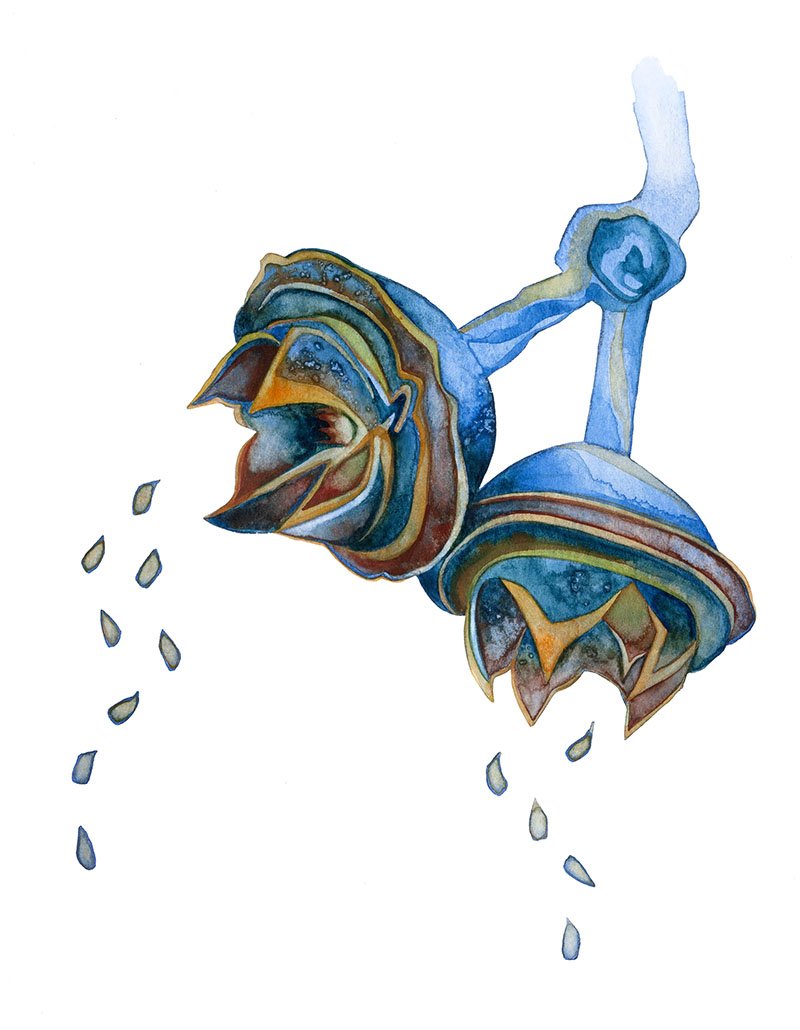 Eucalyptus watercolor by Emily C-D, for the SEEDS exhibition and book with Casa Gallina, 2025