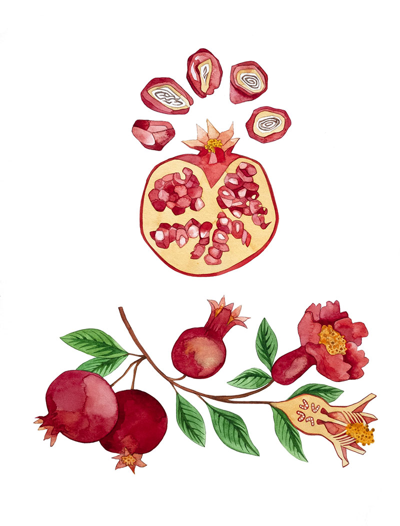 Pomegranate watercolor by Emily C-D, for the SEEDS exhibition and book with Casa Gallina, 2025