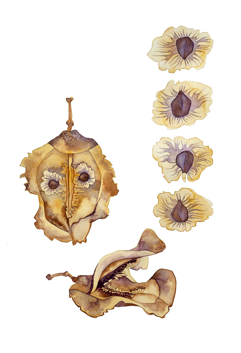 Jacaranda watercolor by Emily C-D, for the SEEDS exhibition and book with Casa Gallina, 2025