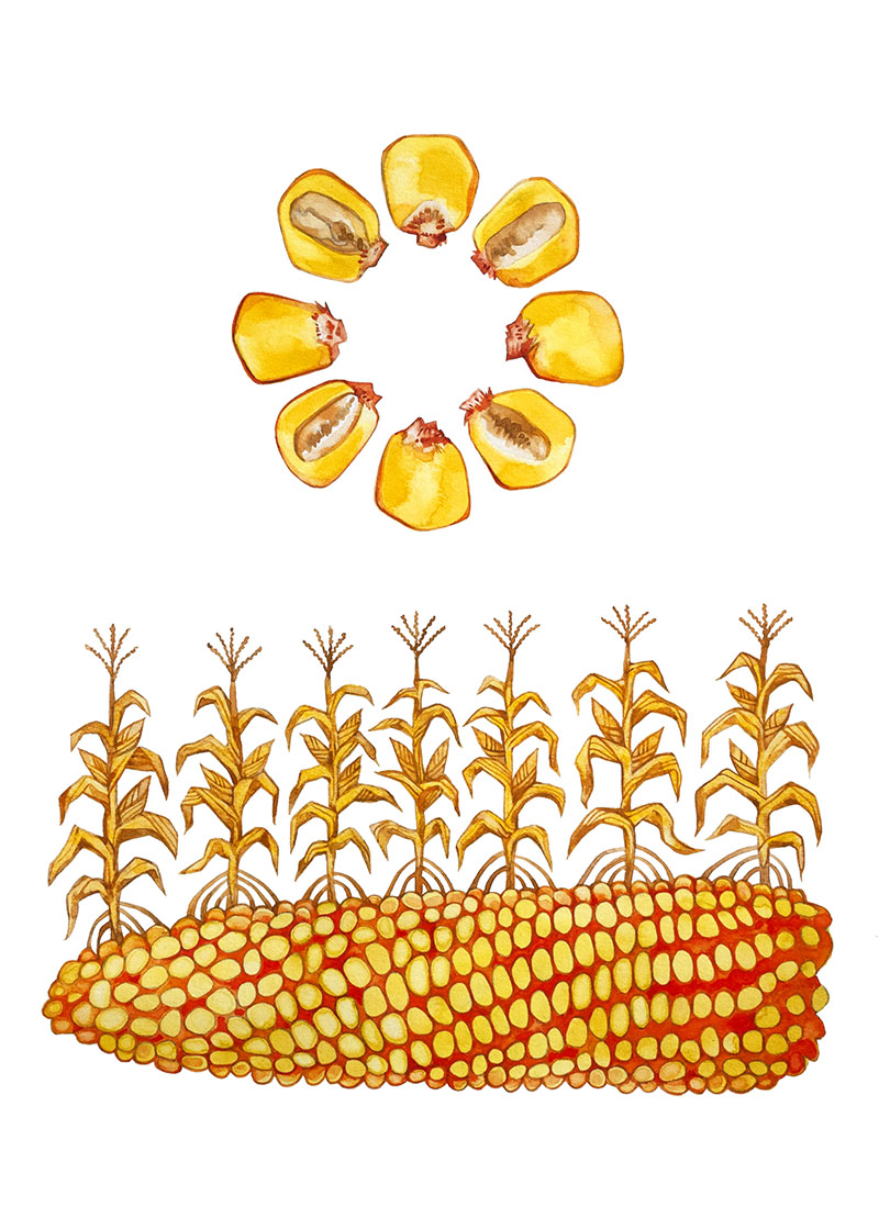 Corn watercolor by Emily C-D, for the SEEDS exhibition and book with Casa Gallina, 2025