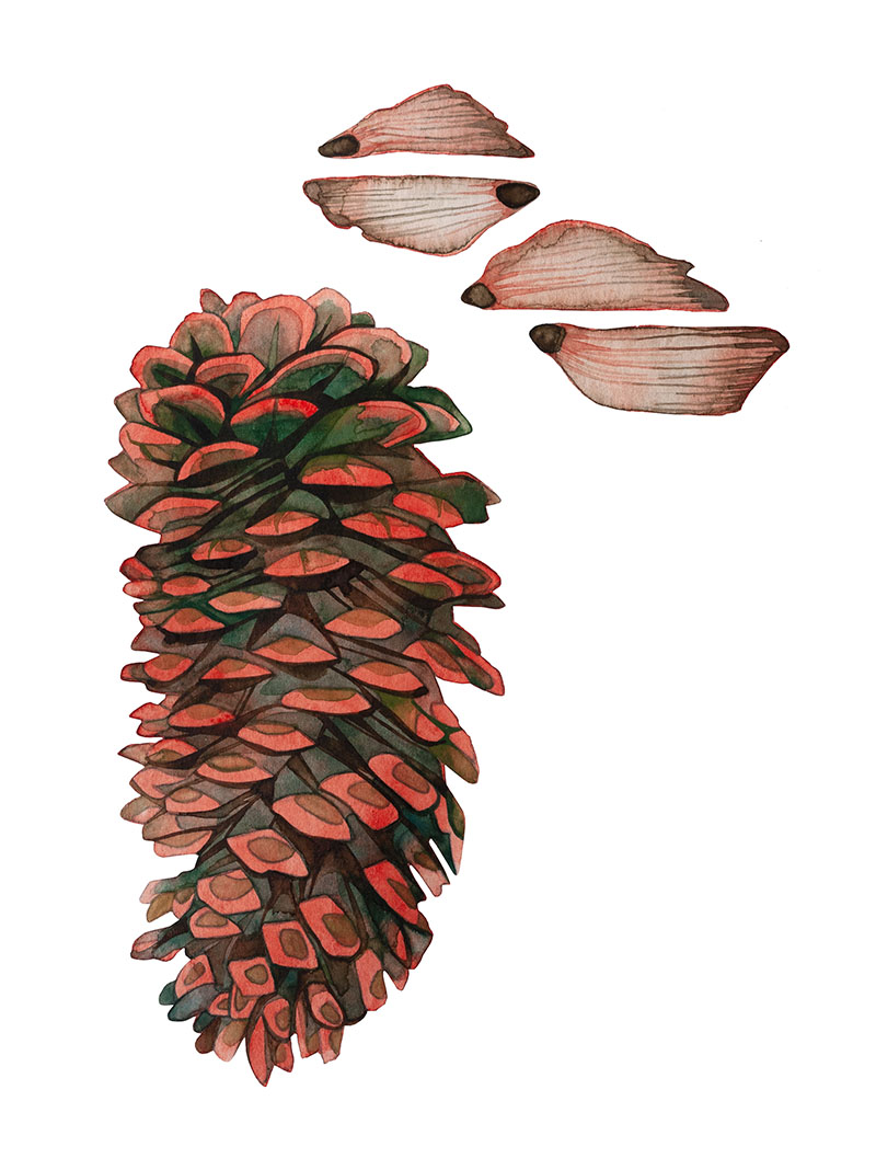 Pinecone watercolor by Emily C-D, for the SEEDS exhibition and book with Casa Gallina, 2025