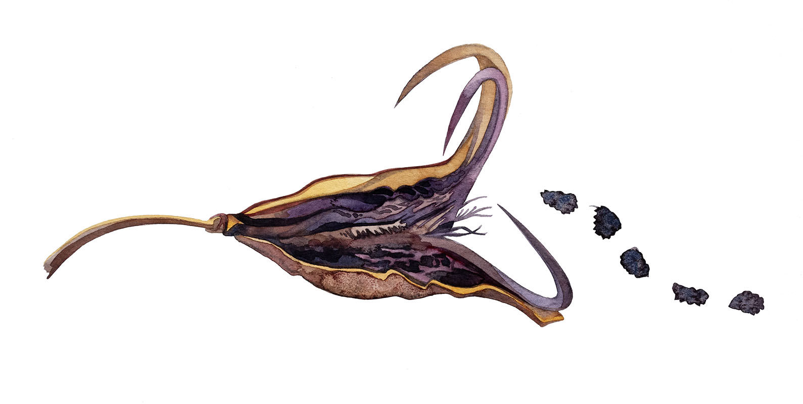 Devil's claw watercolor by Emily C-D, for the SEEDS exhibition and book with Casa Gallina, 2025