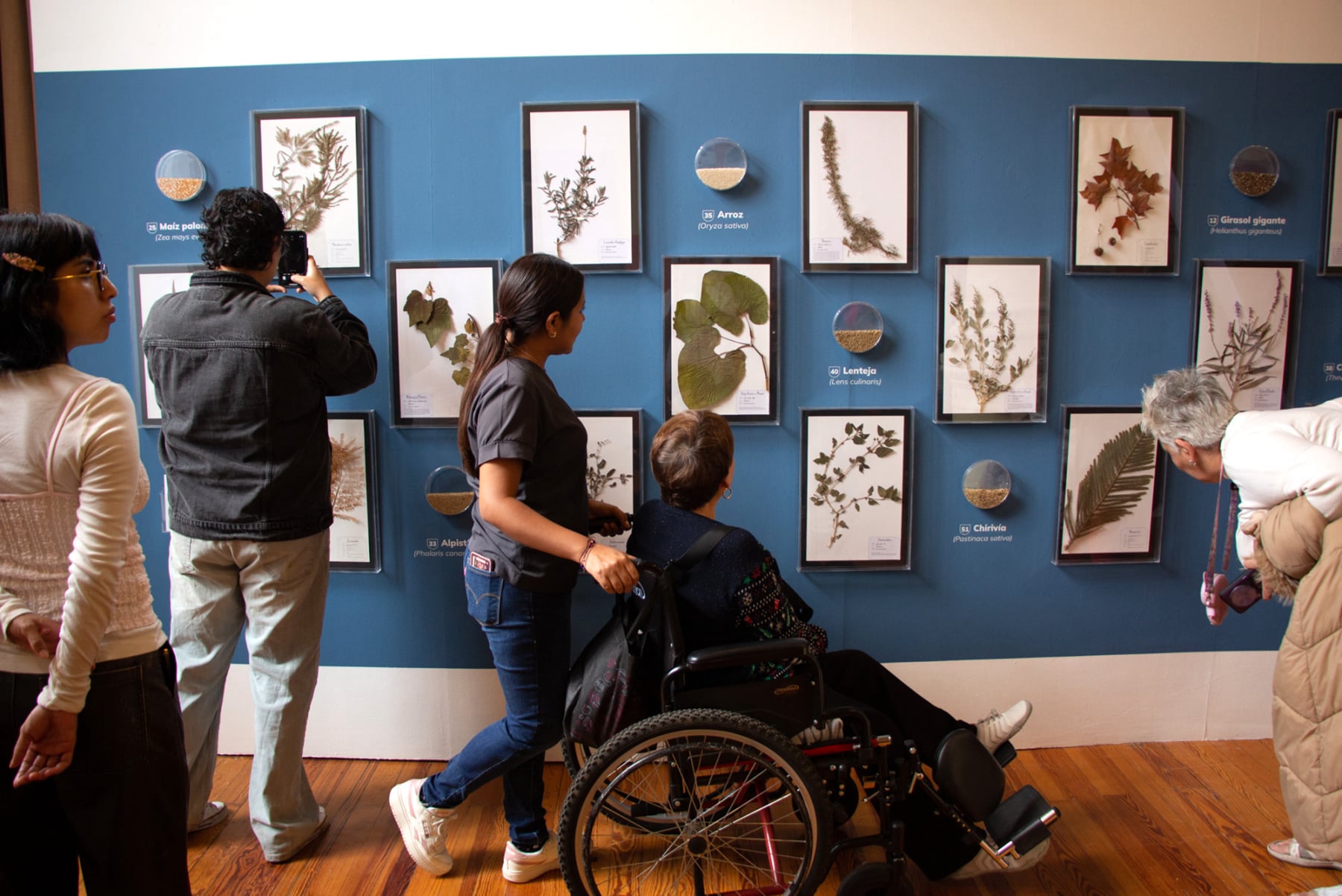 Semillas Exhibition, collaboration of Emily C-D and Casa Gallina at the Geology Museum in Mexico City, 2025.