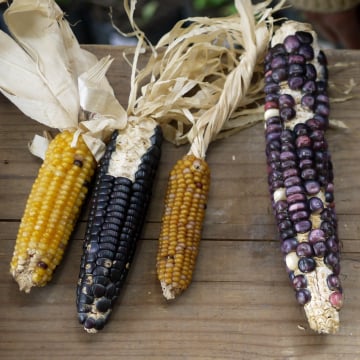 Somos Semilla Seed Library